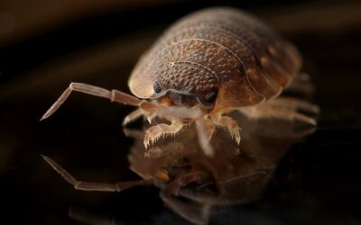 Qui doit intervenir lors de présence de parasites ou de nuisibles dans un logement ?