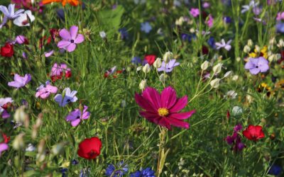 Quelles sont les modalités pour l’entretien des espaces verts et jardins en copropriété ?